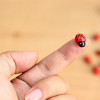 Ladybugs 