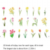 40pcs Tulip Art Style Pet Stickers For Flower Specimen Journaling And Scrapbooking