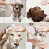 Pet Shampoo Brush, Silicone Massage Rubber Bath Comb With Shampoo Dispenser