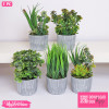  Plant